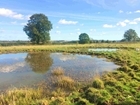 Dig ponds to save UK’s rare wetland plants