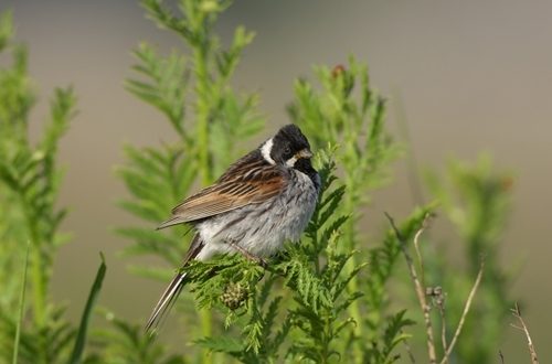 Reed Bunting www.lauriecampbell.com