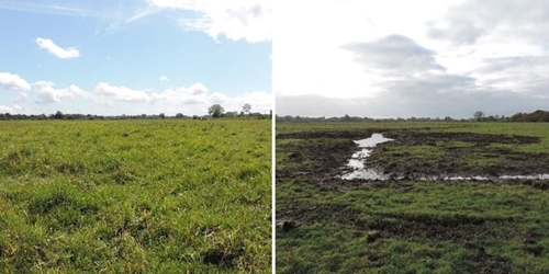 Before (left) and after (right) the creation of a shallow gutter and scrape to improve chick foraging habitat
