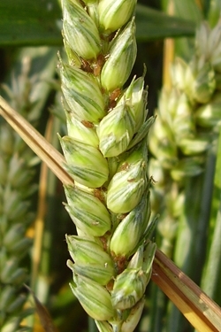 Aphids on cereals