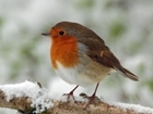 Festive Season Sees Robins In Abundance At GWCT Allerton Project