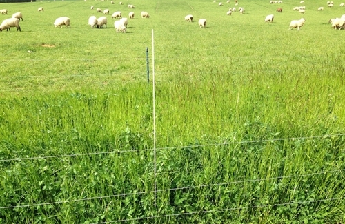 Grass Plots May 19 Grass Plots May 19