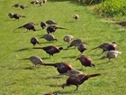 Environmental impacts of gamebird releasing and management