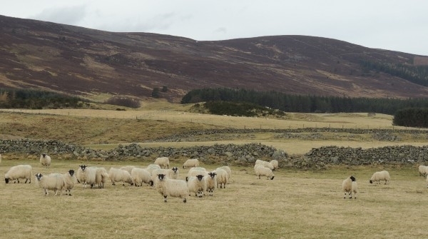 Auchaboutfarm