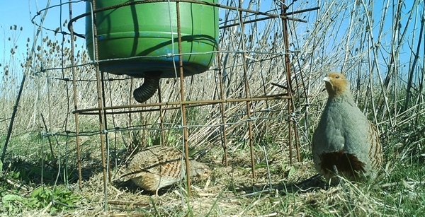 Late winter and spring feeding of pheasants and partridges - Game and ...