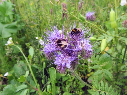 Buff _tailed Bumble Bees _Molly Crookshank
