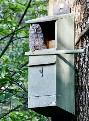 tawny owl nest box with camera