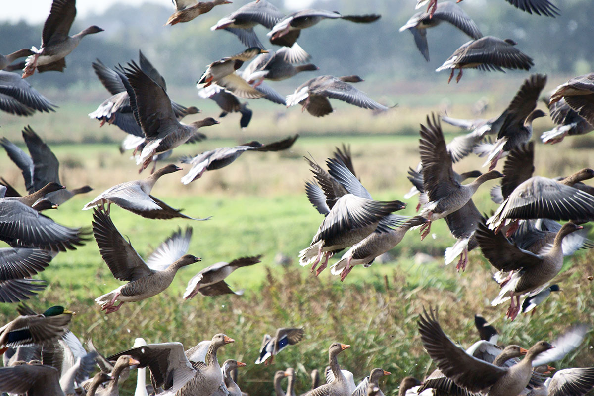 Canada geese migration outlet england