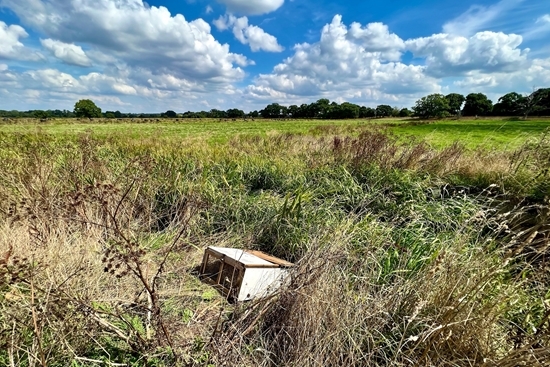 Captive-bred water voles in soft-release pens