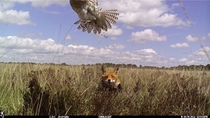 Fox flushing curlew