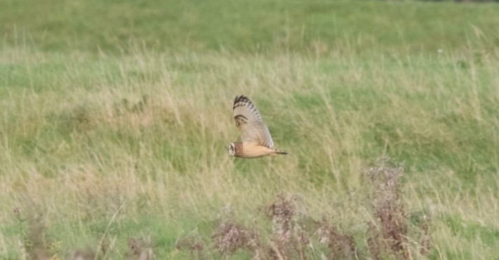 Curlew Connections And More: Highlights From Bangor University's Visit ...