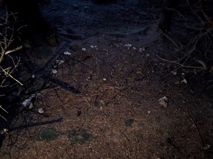 Fairy circle at Auchnerran