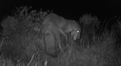 Several -hours -later -a -fox -arrives -and -steals -all -the -eggs