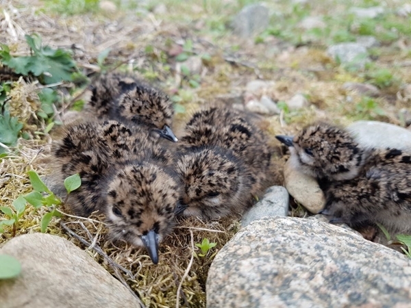 Days Old Lapwing Chicks