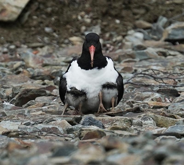 Oystercatcher Brooding Chicks