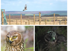 What next for hen harrier conservation in England?