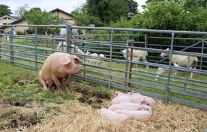 Loddington Open Farm Sunday