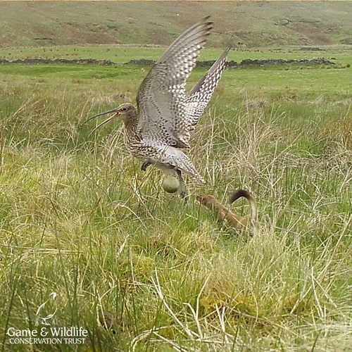 Stoat predating curlew nest