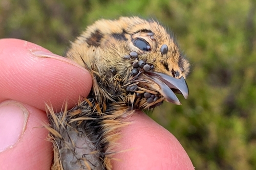 Ticks on red grouse chick