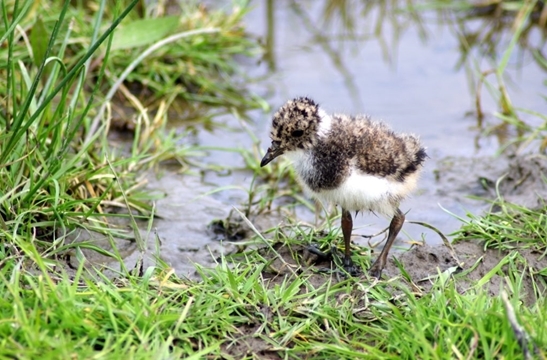 A-haven -for -Hampshire -lapwing -Lapwing -chick -1024x 673