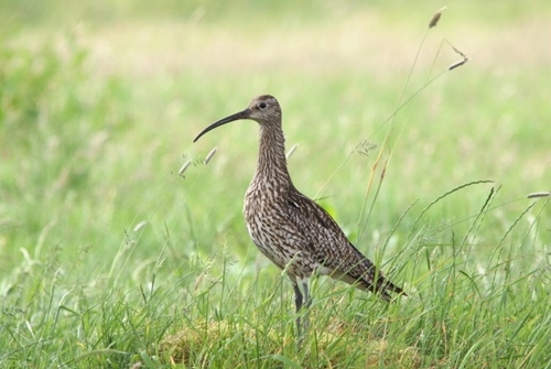 Curlew -Connections -Curlew -Male -1024x 684