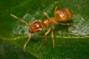 Yellow meadow ant