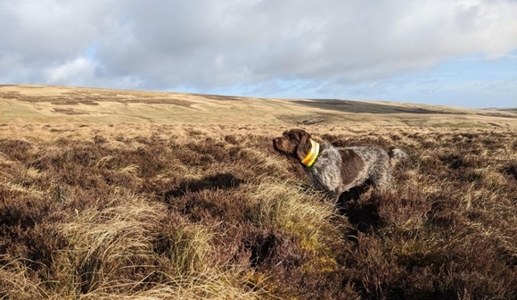 Grouse -counts