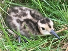 Saving elusive Curlew nests and chicks with the help of drones and farmers in Wales