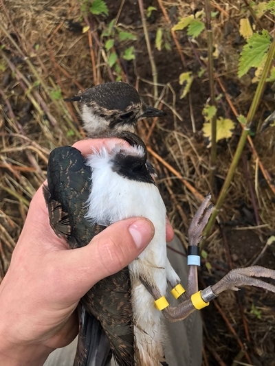 Auchnerran ringed lapwing