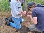 Monitoring lapwings at Auchnerran: The importance of colour ringing