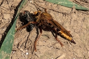 Hornet robberfly