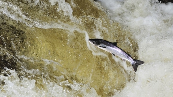 Atlantic -salmon -leaping -wwwlauriecampbellcom