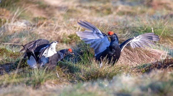 Black Grouse