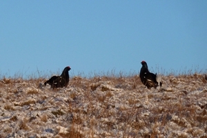 North Yorks lek