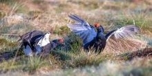 Black Grouse Appeal