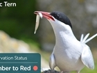 Five seabird species added to the UK Red List