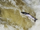 World Rivers Day: help us save the Wild Atlantic Salmon