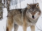 Wolves, Reintroductions and Wildlife Management