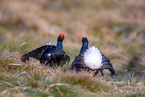 Blackgrouse Cocks At Lek C .Emily Graham Media