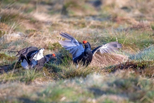 Blackgrouse Cocks At Lek 2 C .Emily Graham Media