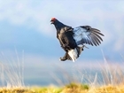 Expanding the range of black grouse in the Uplands