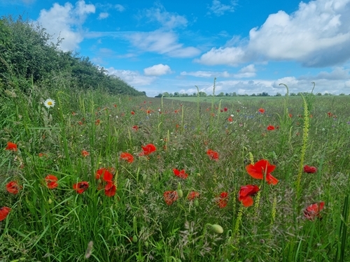 2024-06-11 Pollinator Field Margin Sandringham