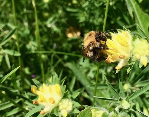 Common Carder Bee On Kidney Vetch