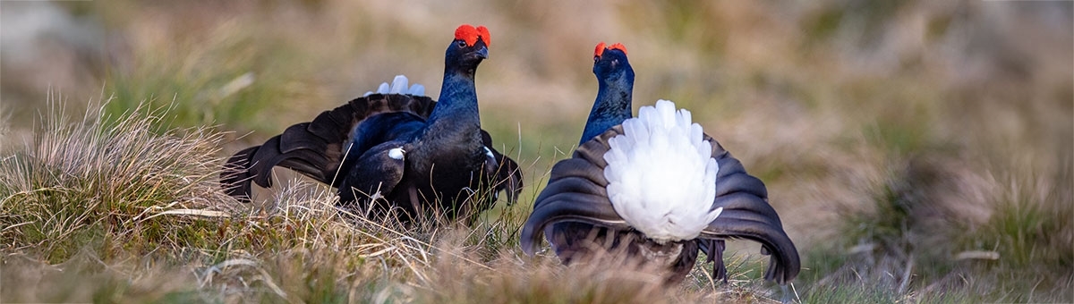 Black Grouse Appeal