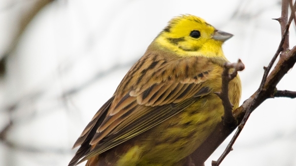 Yellowhammer - SP White