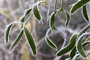 Mistletoe