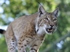 Illegal release and recapture of two lynx in the Scottish Highlands