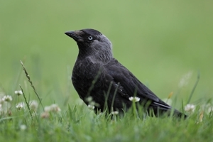 Jackdaw