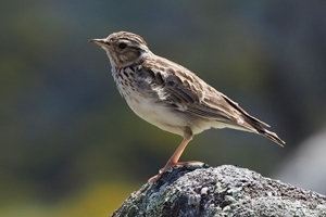 Woodlark