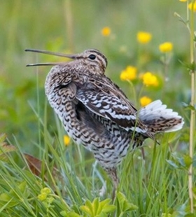 Great snipe lekking (Credit: Lars Edenius)